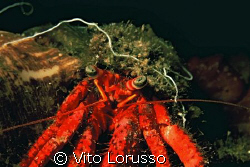 Crustaceans - Dardanus arrosor by Vito Lorusso 